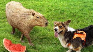 My Dog Meets a Capybara