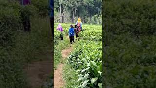 Kuda lumping kebun teh malang