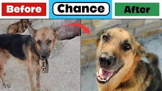Before & After Rescue: Chance - A Beautiful German Shepherd Left to Die - Takis Shelter