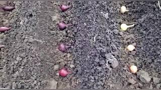 Сажаем лук под зиму. Простые советы для хорошего урожая 