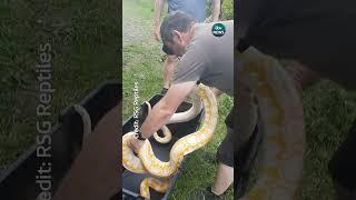 An 18ft snake was among four pythons rescued after they were abandoned near Scunthorpe #itvnews