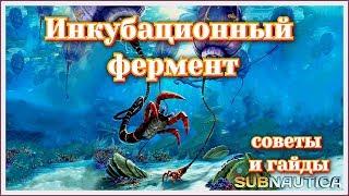 Инкубационный фермент все ингредиенты.Subnautica 2019