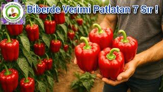 Biberde Yüksem Verim Almanın 7 Sırrı 🫑Çoğu Üreticinin Bilmediği Biber Yetiştirmenin Püf Noktaları
