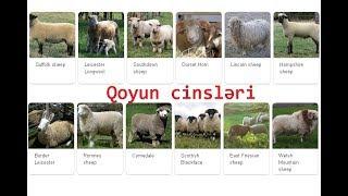 Qoyun cinsləri haqqında