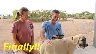 Coyote Proofing the Farm | Meet Sasha | #livestockguardiandog