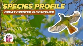 This Bird Might Be in Your Backyard Right Now! The Great Crested Flycatcher