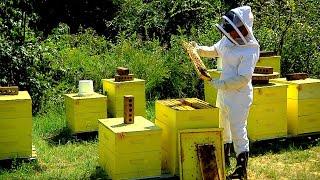 Tennessee 4-H Beekeeper