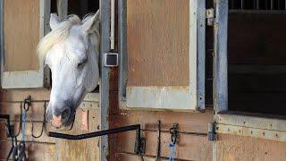 Pferderipper: 30 zu Tode gequälte Tiere erschüttern Frankreich