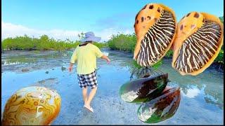 Tropical mangroves hide giant sea snails, mussels and giant peach shrimps #outdoors