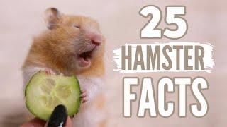 25 Facts About Hamsters 