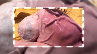 ГОМУНКУЛ. Что за зверь и как вырастить гомункула из яйца?