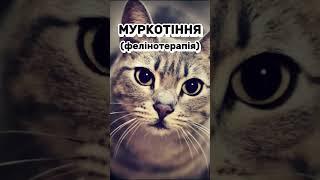 Муркотіння (фелінотерапія) #shorts