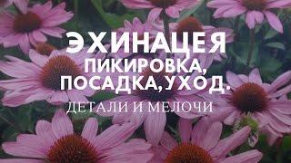 Выращивание эхинацеи, посадка, уход.