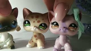 lps: РАСПАКОВКА стоячки unboxing shorthair cat 