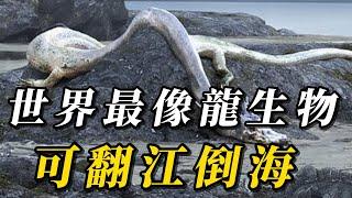 全世界最像龍的10種神秘生物，第十名不吃不喝壽命高達百年！第壹名長15米，翻江倒海造成日本9.0級大地震！#animals #野生动物 #科普 #野生生物 #野生動物 #动物 #涨知识