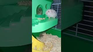 #hamsters #daily #activity