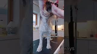 Reply to @drageflua Not all dogs來 #doggrooming #aggressivedog #doglover #wheatenterrier #dogs