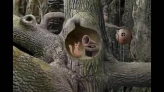 Samorost 2 Trailer