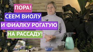 ВСЕ СЕКРЕТЫ ПОСЕВА ВИОЛЫ И ФИАЛКИ РОГАТОЙ!