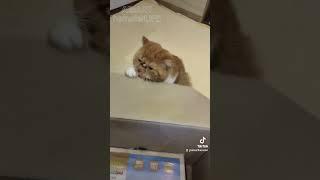Du hast МЫШЬ #cat #catshorts #cats #юмор