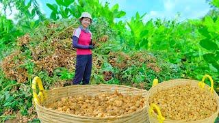 Harvesting Good Peanut Garden Goes To market Sell - Digging Soil to Plant Vegetables | Tieu Lien