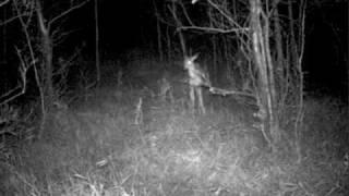 creepy deer cam ghost