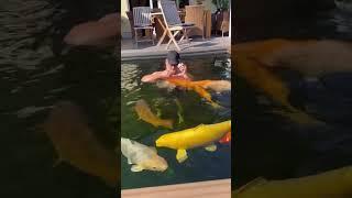 Feeding the Koi Fish 