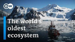 Antarctica: A message from another planet  | DW Documentary