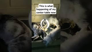this is what happened of our center table today #cat #cat #workingcats #catsintime #catsdontdance