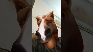 Horse Head filter test