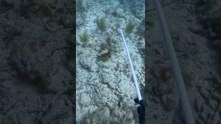 Lobster catch! #lobstering #diving #lobster