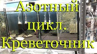 Азотный цикл в креветочнике, аквариуме простыми словами: запуск нового аквариума, креветочника.