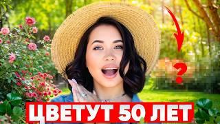 ДЕСЯТИЛЕТИЯМИ БЕЗ ПЕРЕСАДОК! Самые красивые МНОГОЛЕТНИКИ для сада!