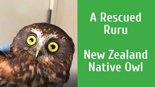 A Rescued Ruru (New Zealand Native Owl)