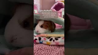 5 ways to enrich your guinea pigs