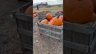 SALE! 5$ u-pick pumpkins at Tuttles Orchard