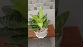 aquatic tiger tongue plant/small fat/short