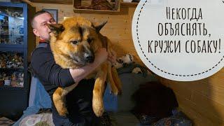 Артём заманил Пса Кубика на ручки и начал его кружить! Кошка Морошка удивляется, кто такое ест