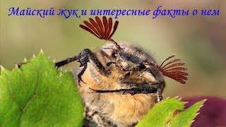 Майский жук и интересные факты о нем