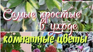 Самые простые в уходе комнатные цветы.Неприхотливые комнатные цветы.