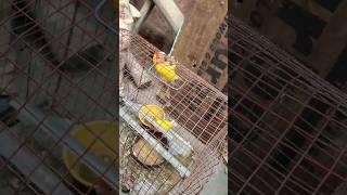 Games for Birds - 7 Ideas to Keep Your Bird Entertained! *ALL BIRDS* #funny #ytshorts #livestream