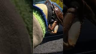 Dungeness Crab WONT LET GO OF ME!!! #crab