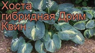 Хоста гибридная Дрим Квин (hosta hybrida dream queen)  обзор: как сажать, рассада хосты Дрим Квин