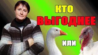 Что выгоднее - индюки или гуси