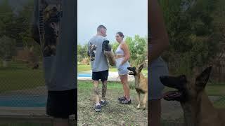 nunca insistas y menos quieras desafiar a un perro. #k9trainer #perros #belgianmalinois #k9 #perro