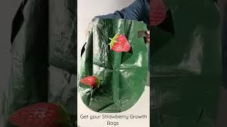 Get your Strawberry Growth Bags online at www.heartdeco.co.za!