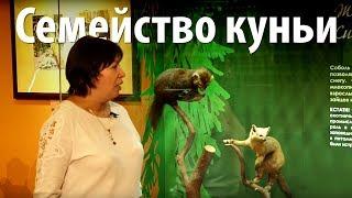 Семейство куньи