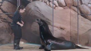 MN Zoo offers showcase for newest sea lion attraction