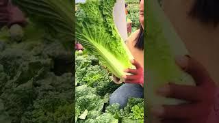 Cabbage harvesting P2 #shorts #farming