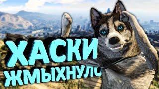 ХАСКИ ЖМЫХНУЛО в GTA 5ПОНЮХАЙ, ЛИЗНИ, УКУСИ ЧЕЛЛЕНДЖ И СТАНЬ СОБАКОЙ